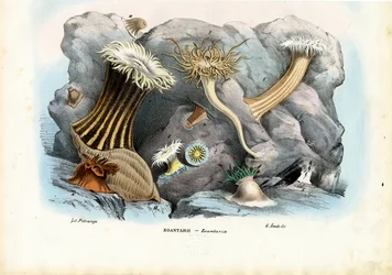 Sea Anemones, 1863-79